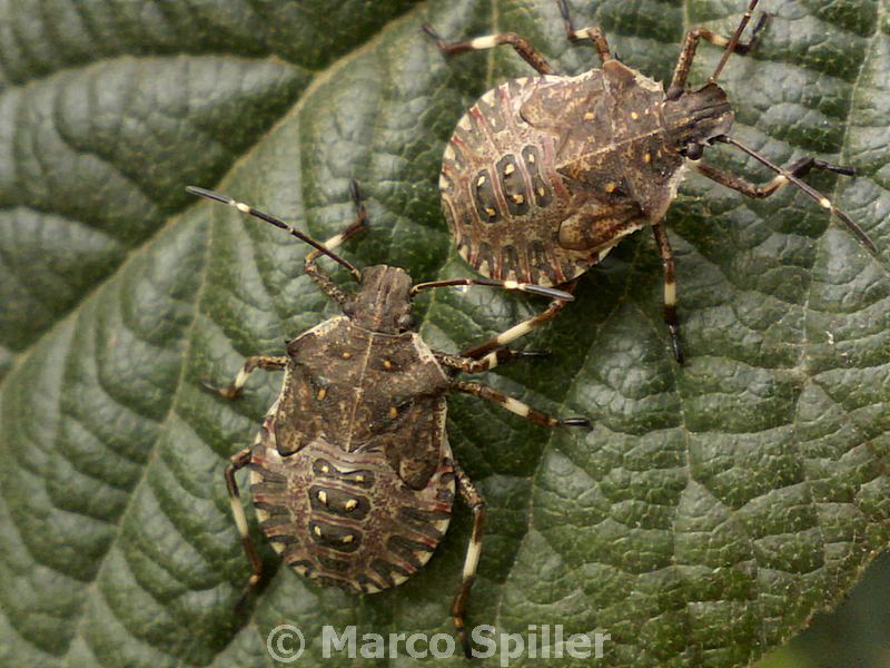 Ancora Halyomorpha halys - un''invasione